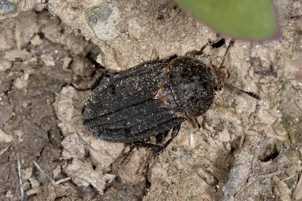 Silphidae, Thanatophilus sinuatus? S, femmina